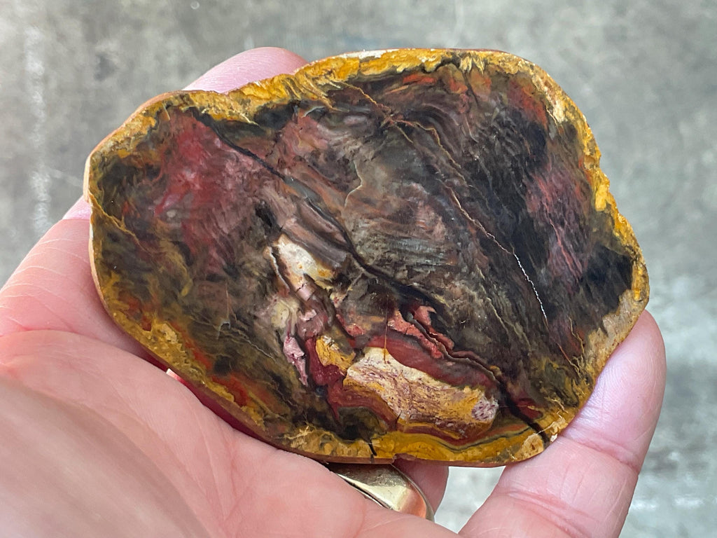 246g Pentoxolyn Petrified Wood Polished Split Pair