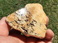 170g Polished Western Australian Peanut Wood Slice 9D