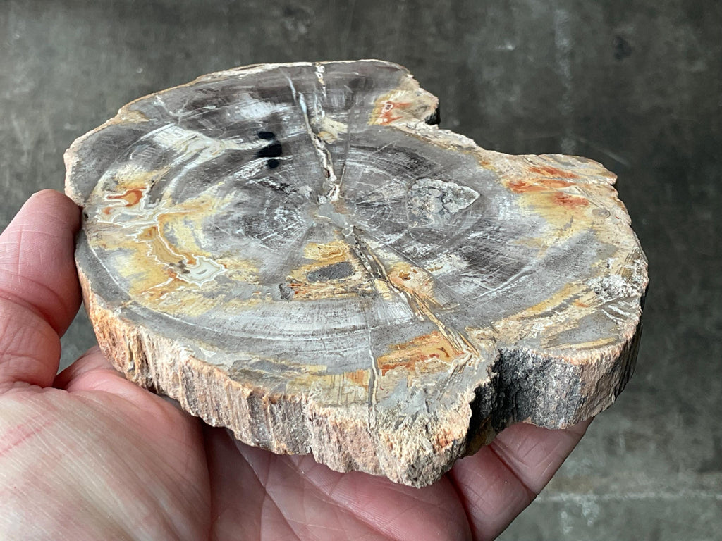 452g Indonesian Petrified Wood Polished Slab 2B