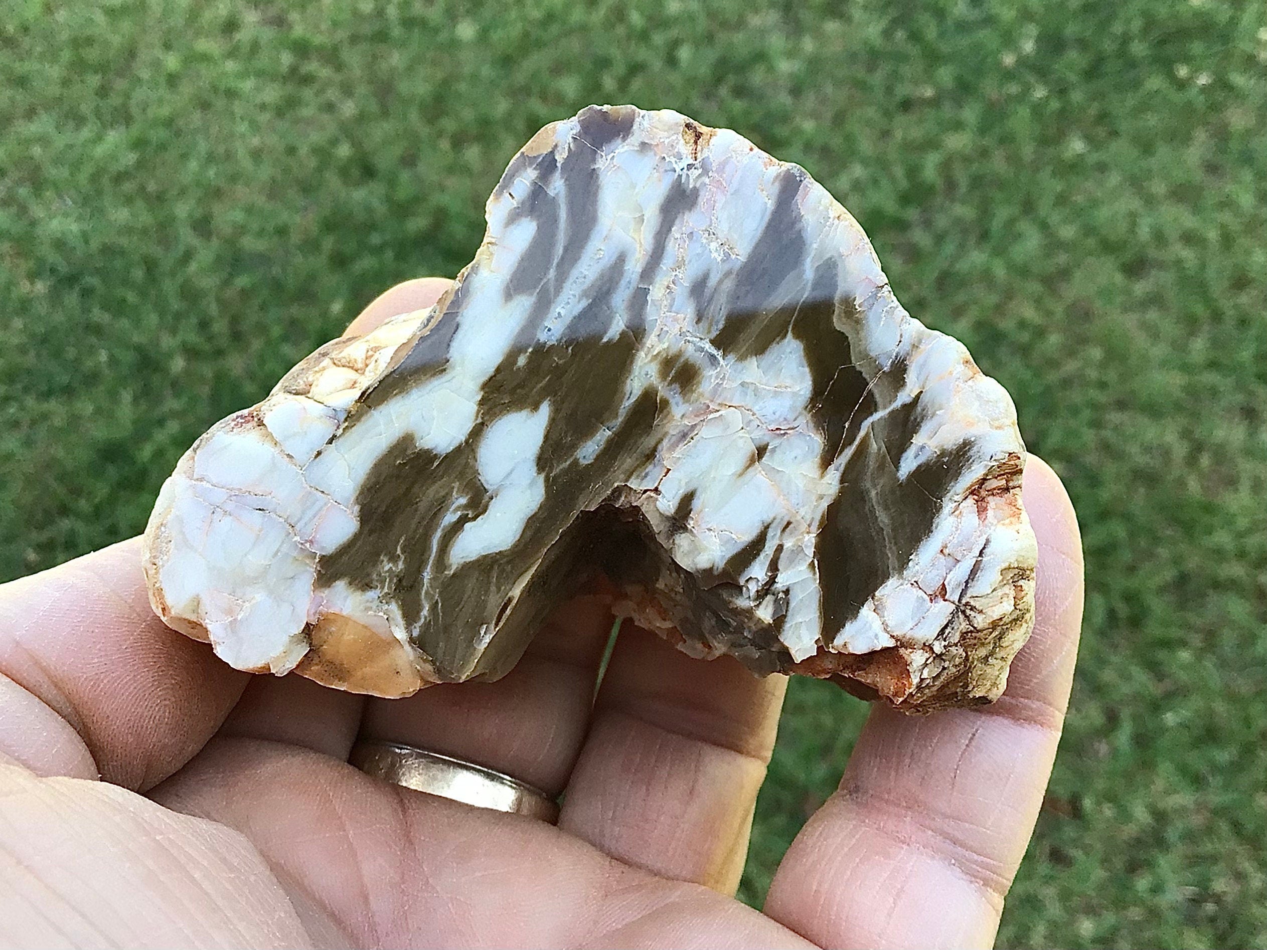 137g Polished Western Australian Peanut Wood Slice 8D
