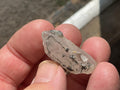 8g Molybdenite on Quartz Point from Deepwater, Australia Specimen 1A