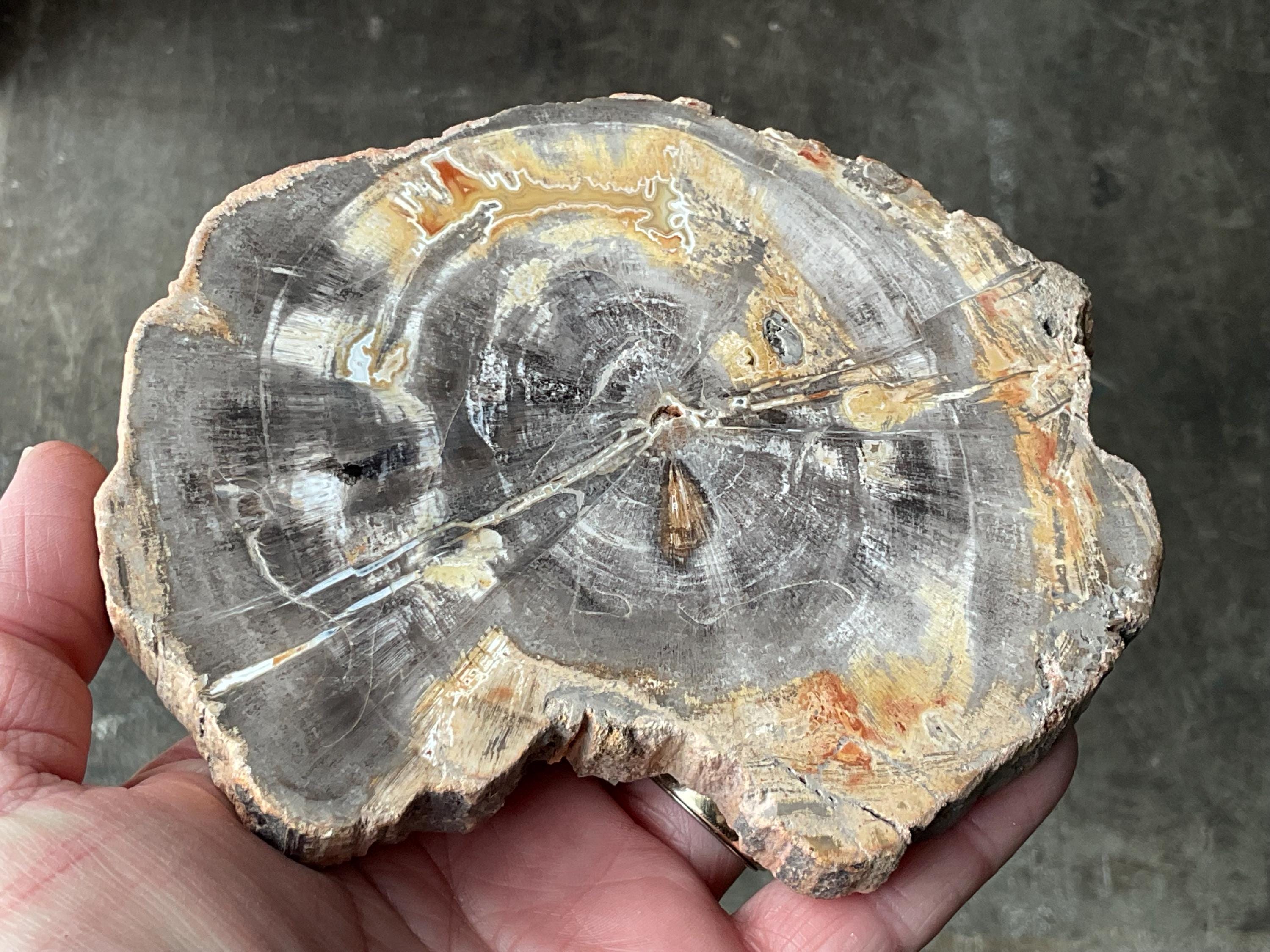 452g Indonesian Petrified Wood Polished Slab 2B