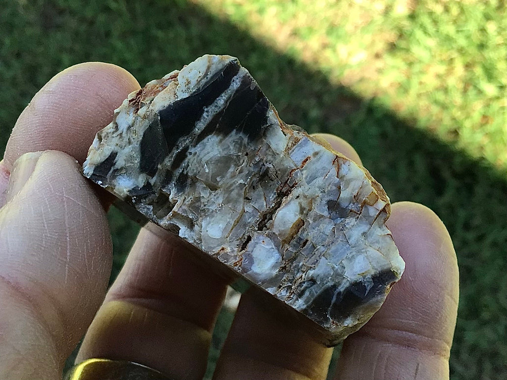 76g Polished Western Australian Peanut Wood Slice 2D