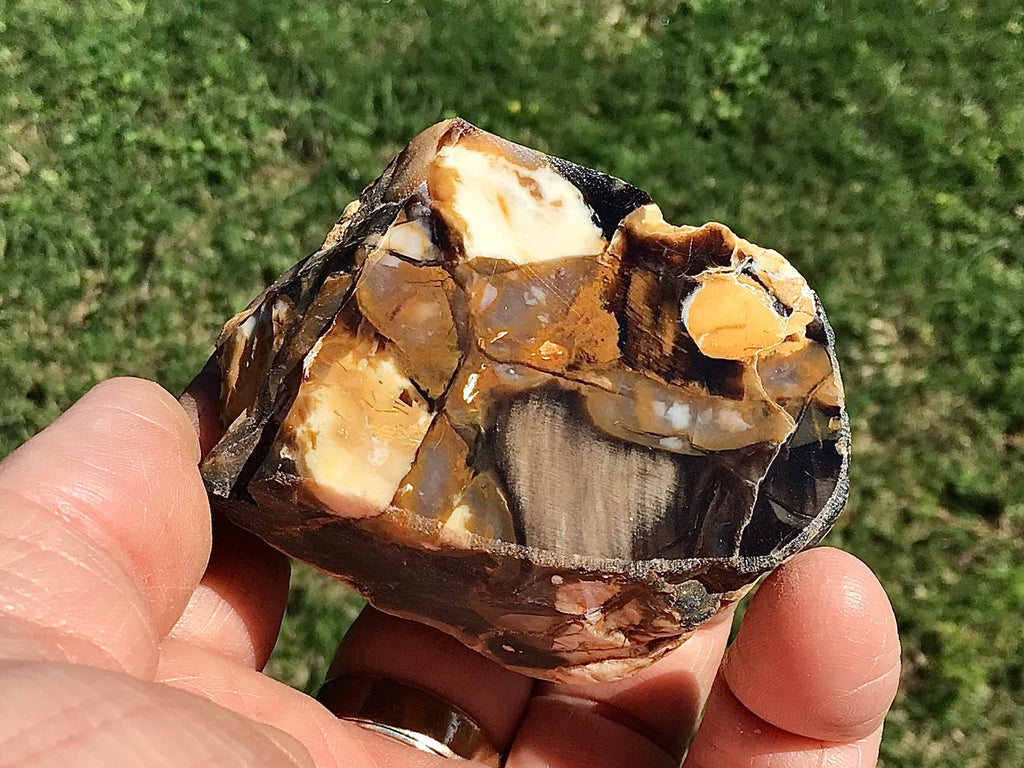 108g Polished Western Australian Peanut Wood Slice 6A