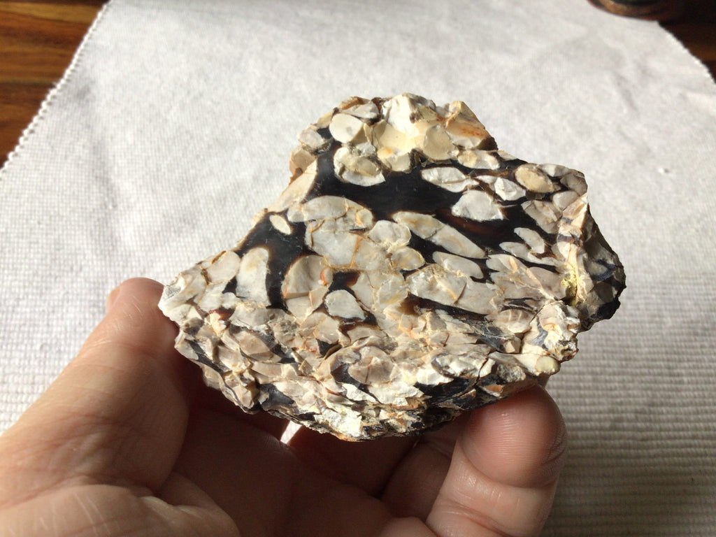167g Western Australian Peanut Wood Rough Piece 7B