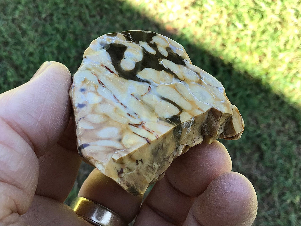 77g Polished Western Australian Peanut Wood Slice 2E