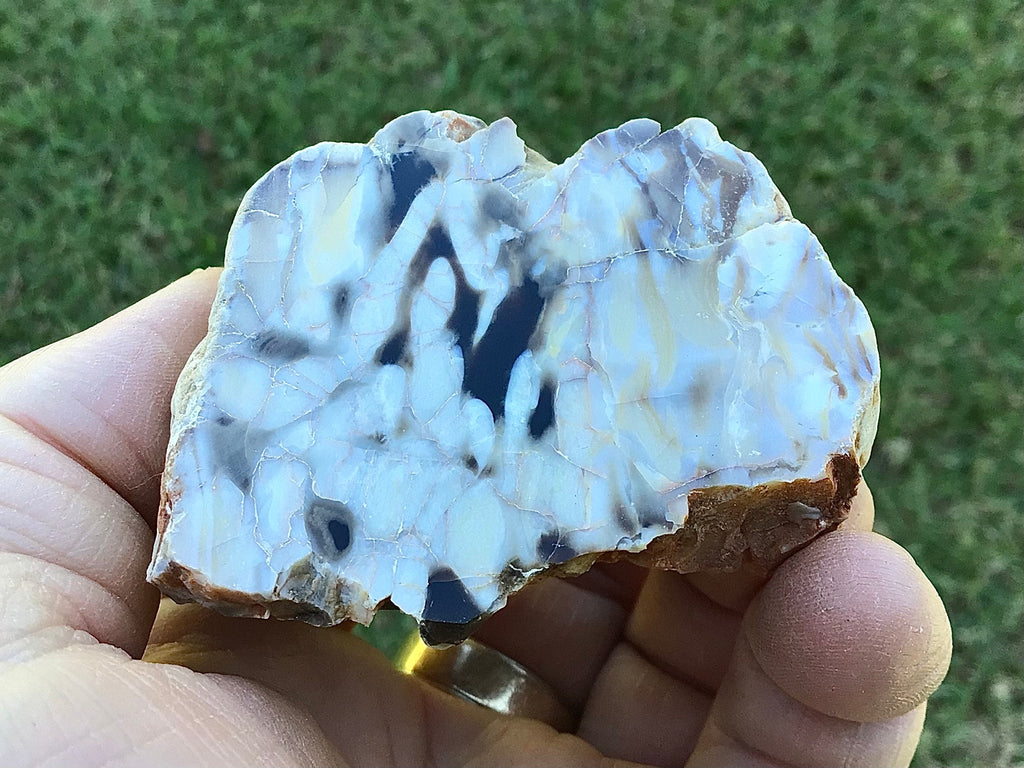 135g Polished Western Australian Peanut Wood Slice 7E