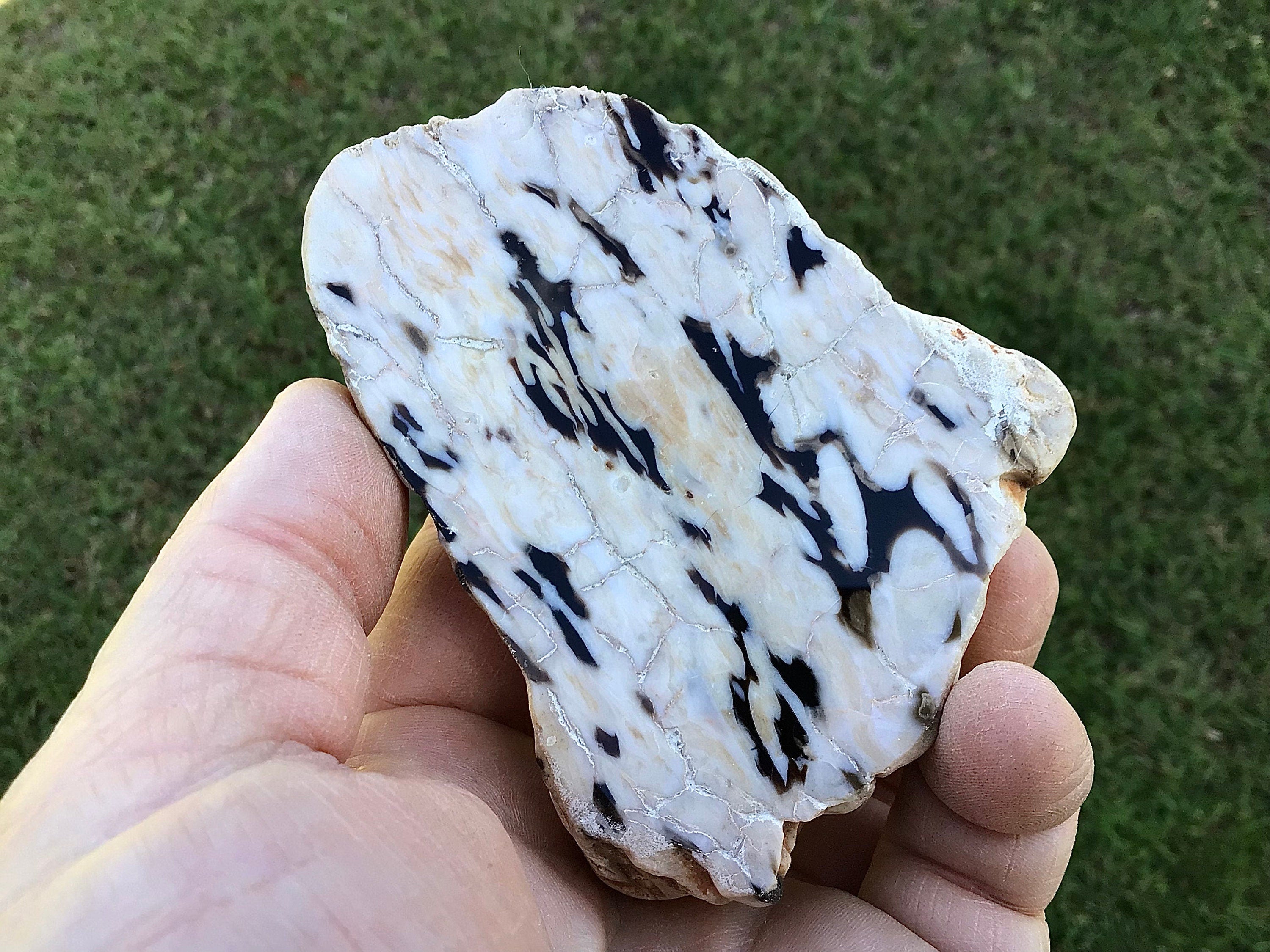 209g Polished Western Australian Peanut Wood Slice 11A