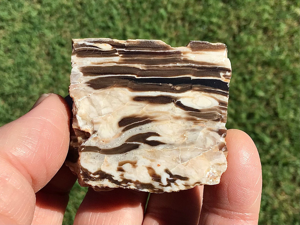 76g Polished Western Australian Peanut Wood Slice 2D