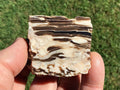76g Polished Western Australian Peanut Wood Slice 2D