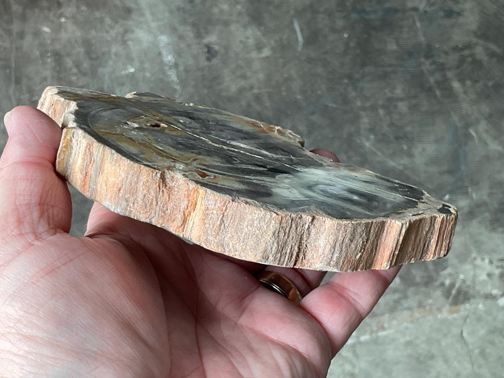 430g Indonesian Petrified Wood Polished Slab 2A