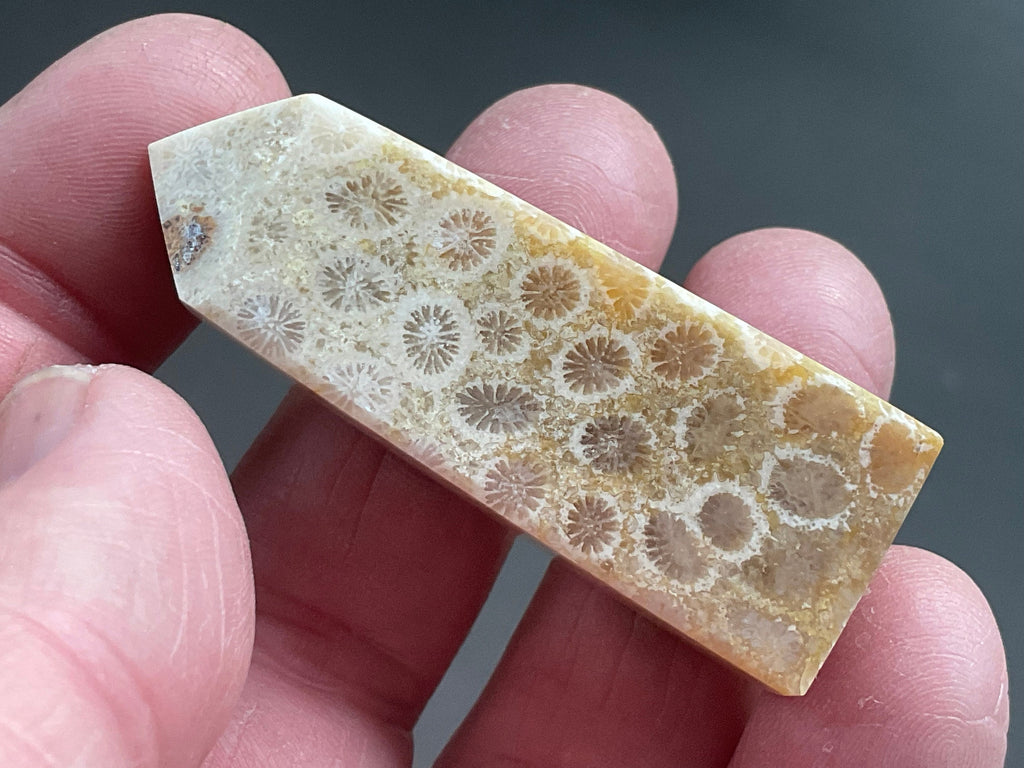 30g Fossilised Coral Generator 2C