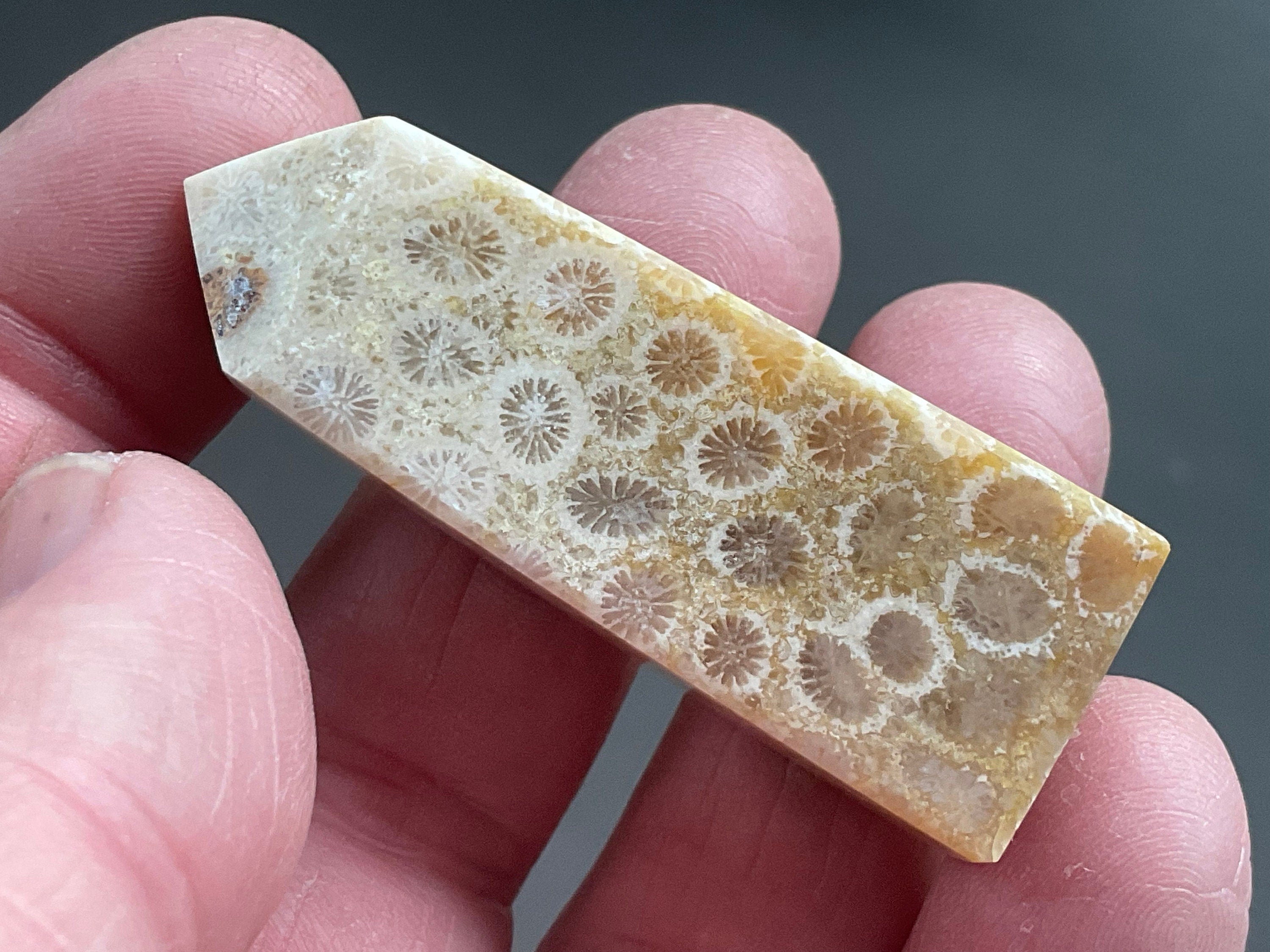 30g Fossilised Coral Generator 2C