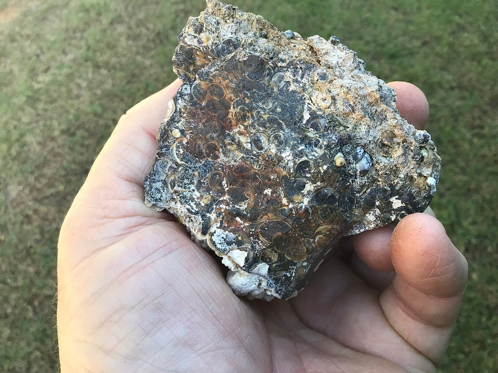 300g Turitella Agate Rough Piece A