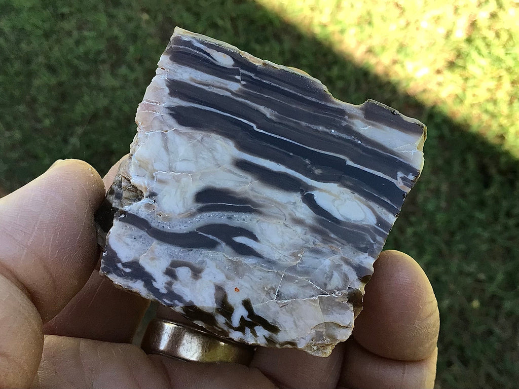 76g Polished Western Australian Peanut Wood Slice 2D