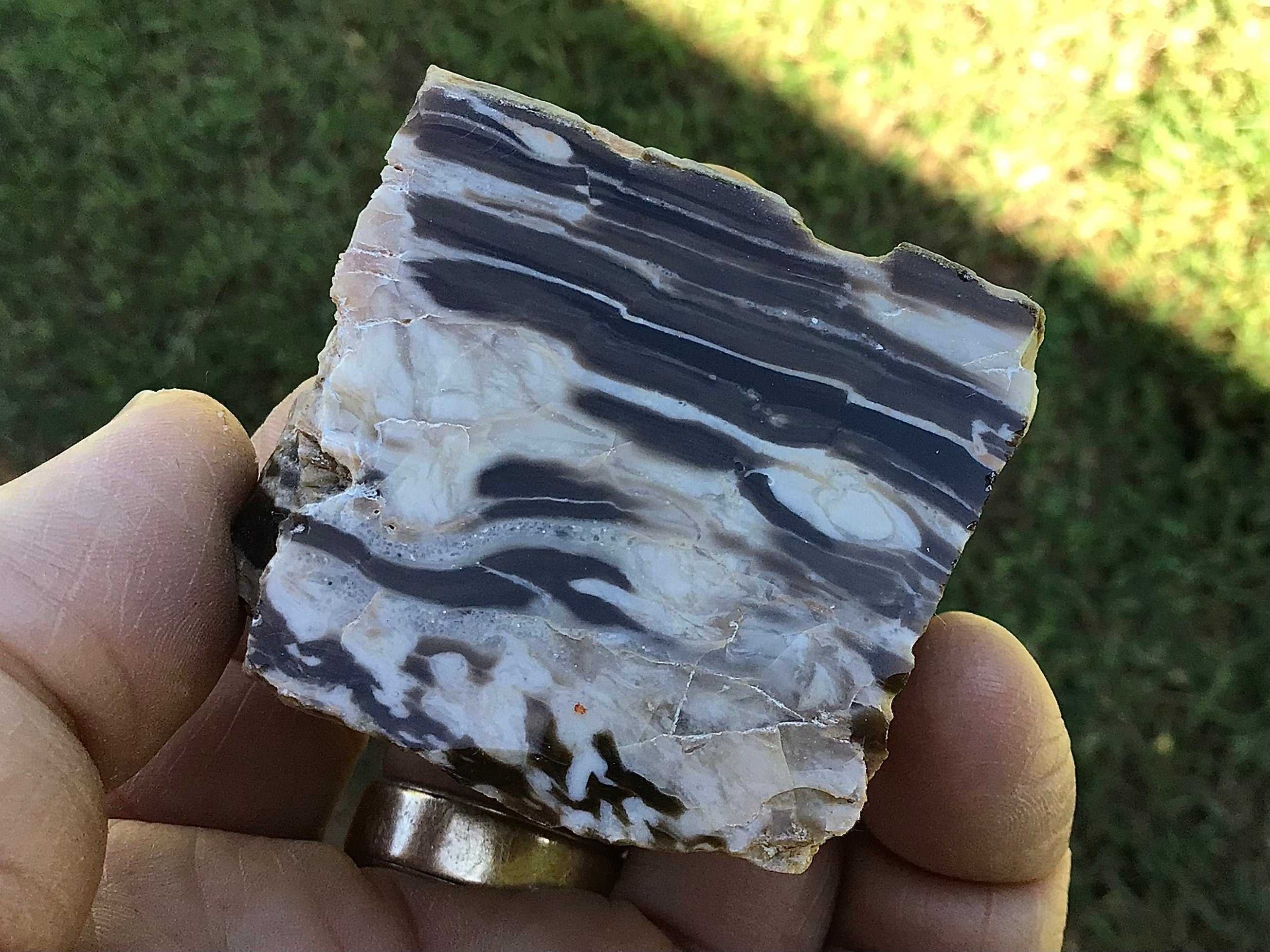 76g Polished Western Australian Peanut Wood Slice 2D