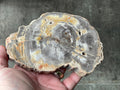 476g Indonesian Petrified Wood Polished Slab 2C