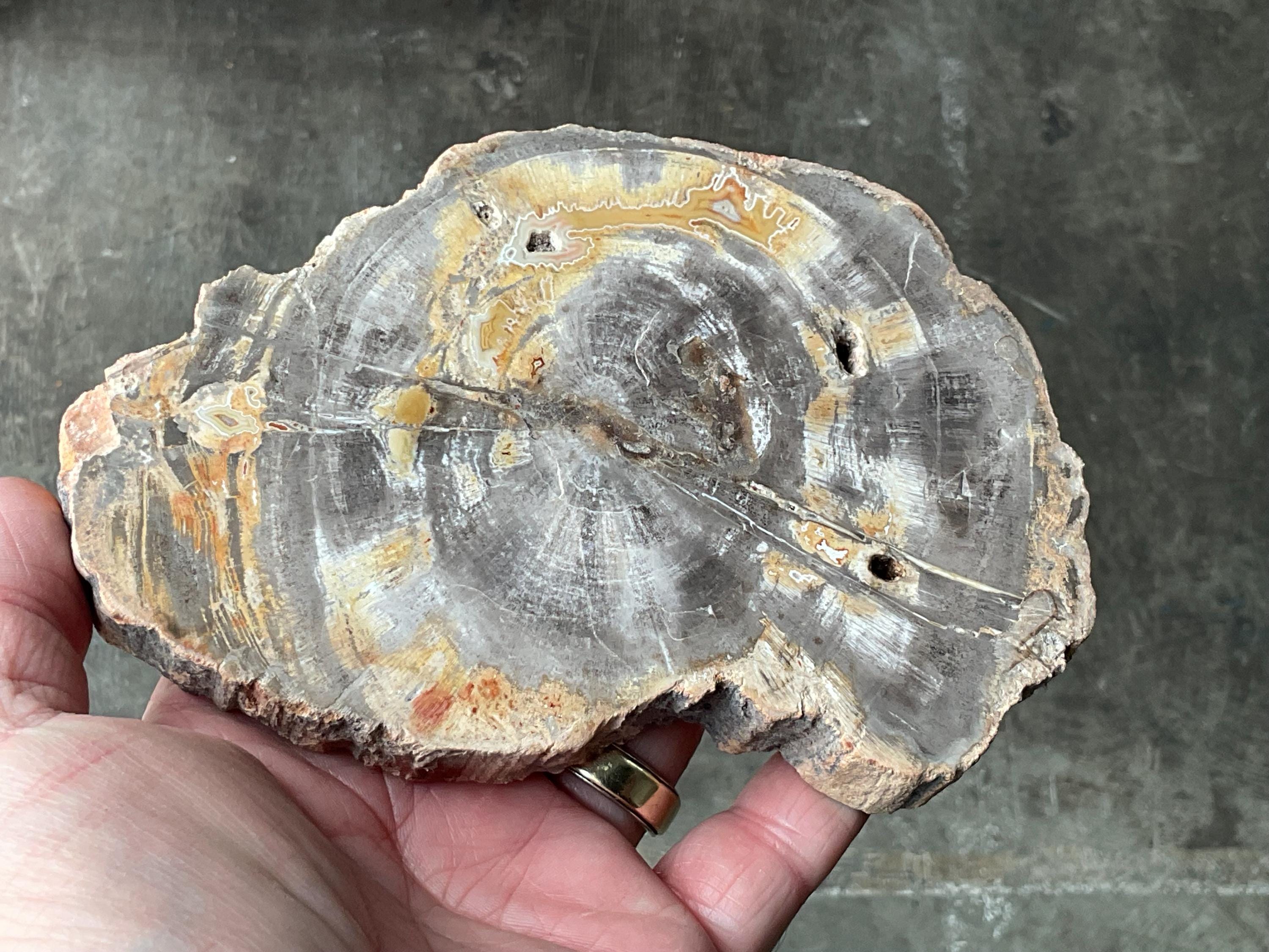 476g Indonesian Petrified Wood Polished Slab 2C