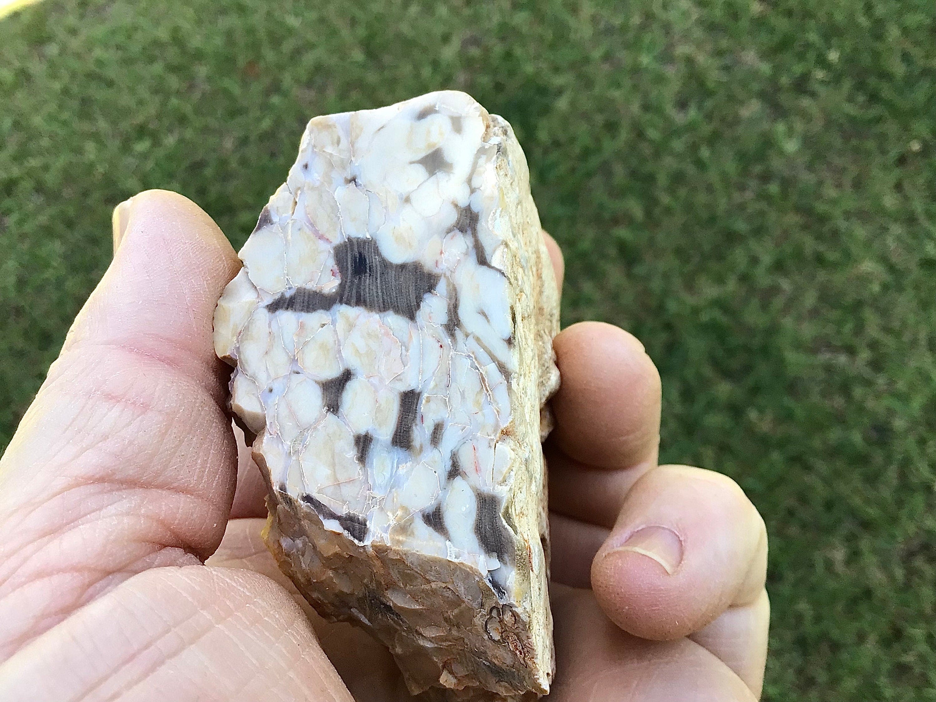 190g Polished Western Australian Peanut Wood Slice 10C