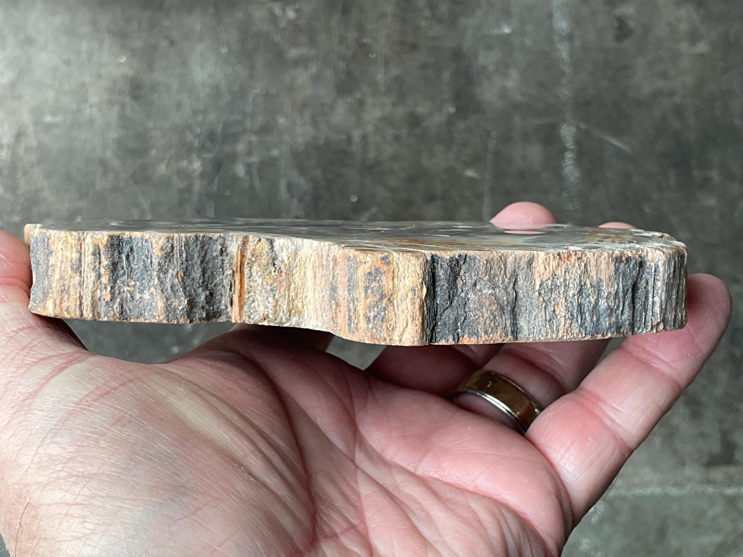 452g Indonesian Petrified Wood Polished Slab 2B