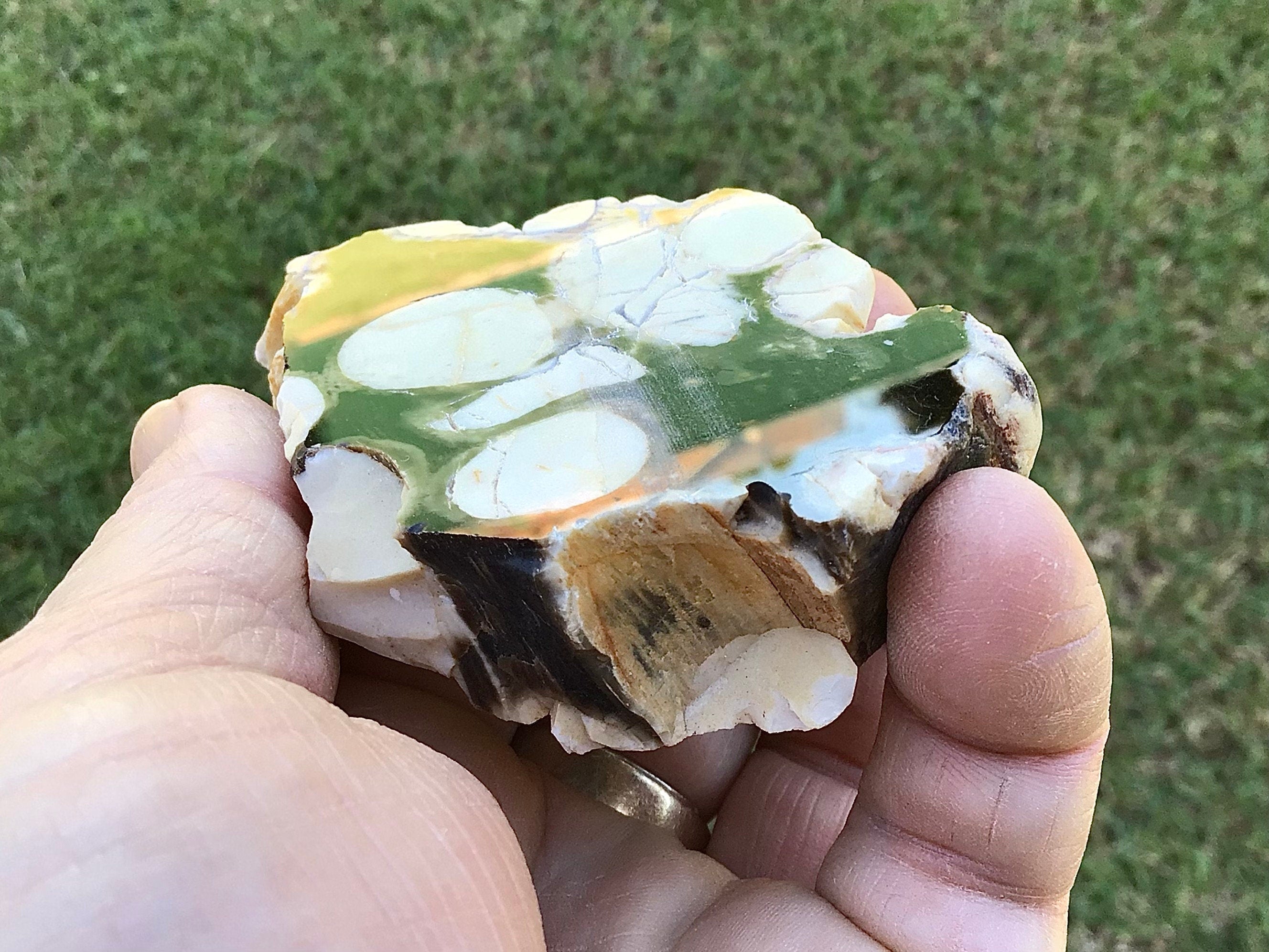 140g Polished Western Australian Peanut Wood Slice 8A
