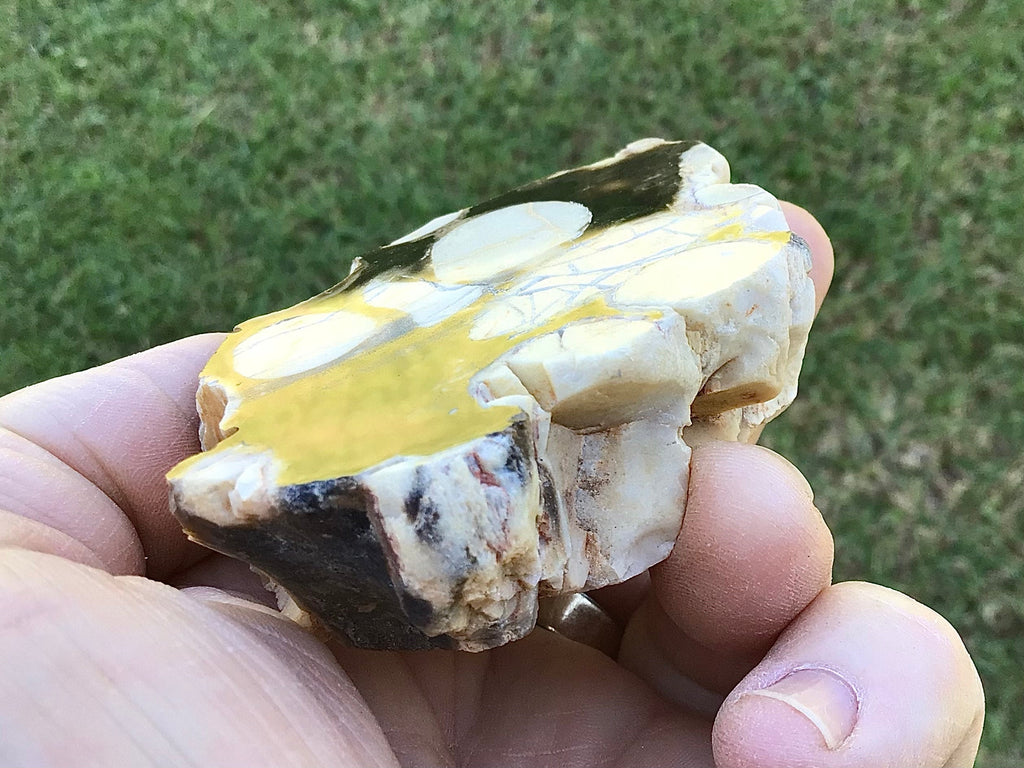 140g Polished Western Australian Peanut Wood Slice 8A