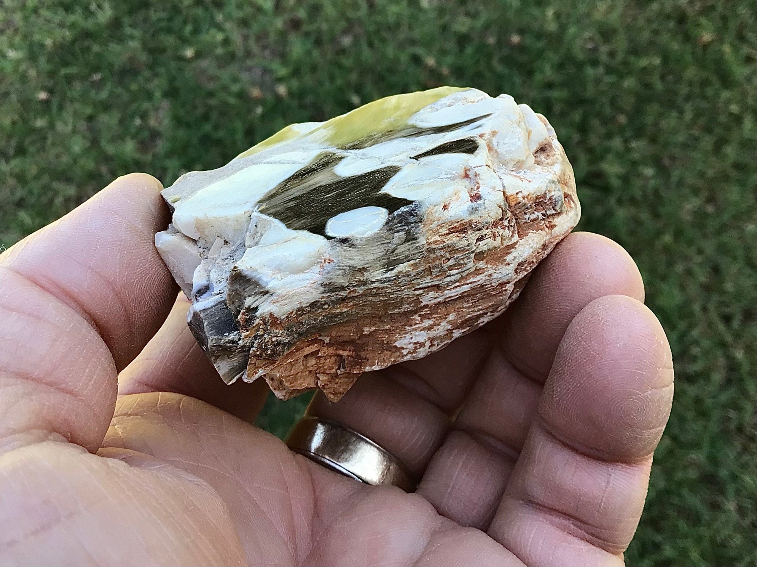 115g Polished Western Australian Peanut Wood Slice 7A