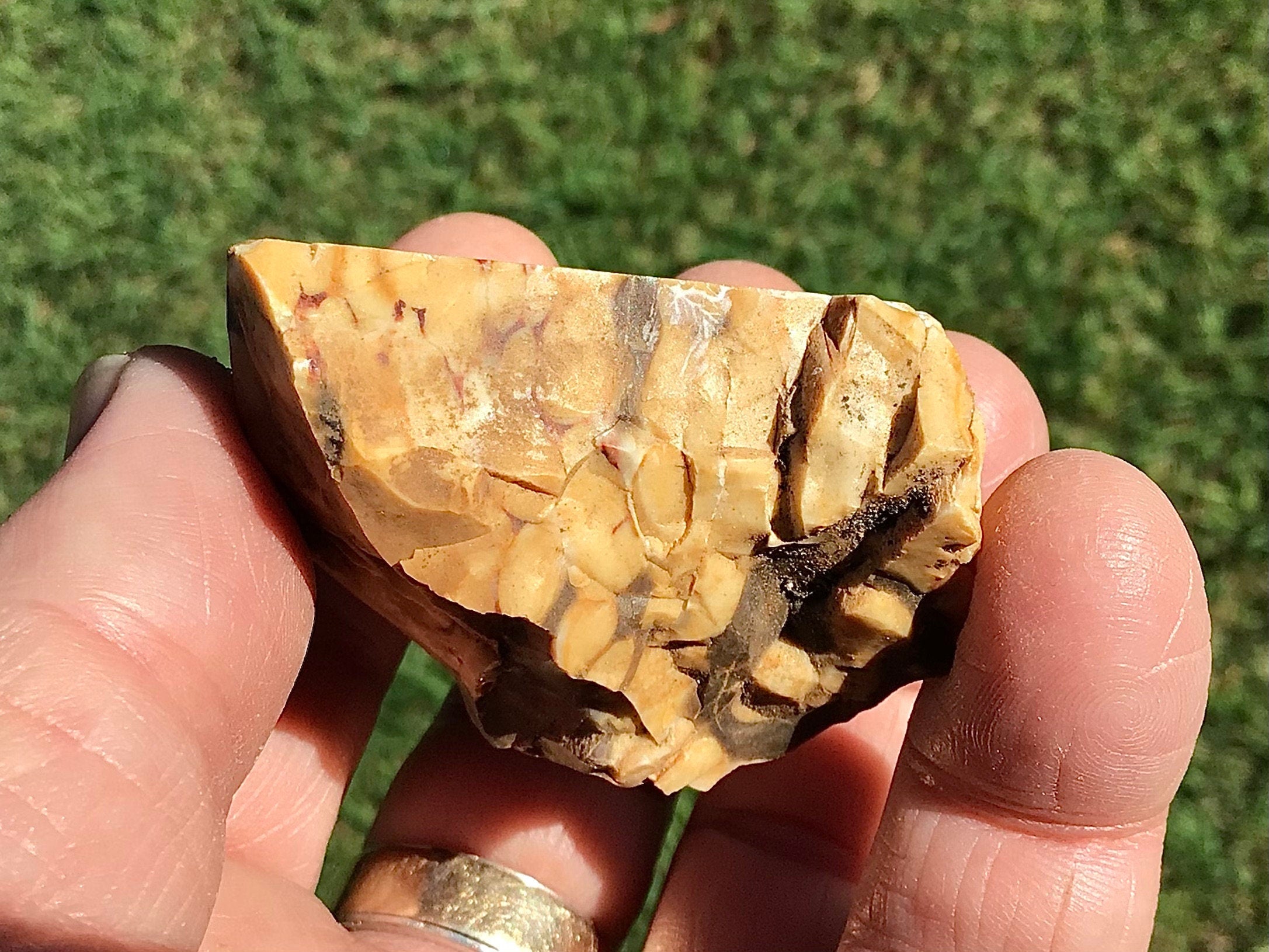 77g Polished Western Australian Peanut Wood Slice 2E