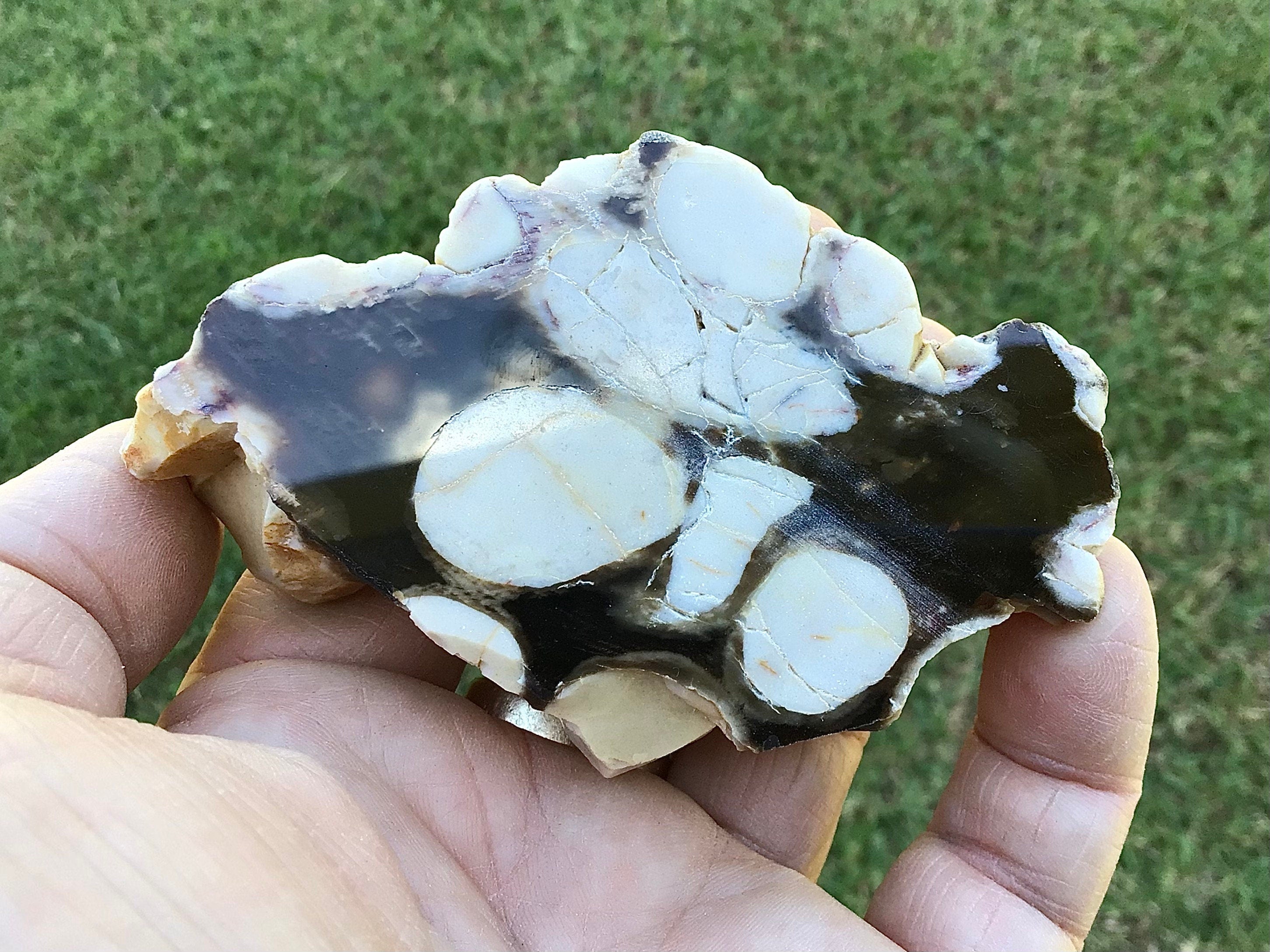 140g Polished Western Australian Peanut Wood Slice 8A
