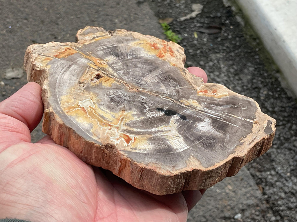 430g Indonesian Petrified Wood Polished Slab 2A