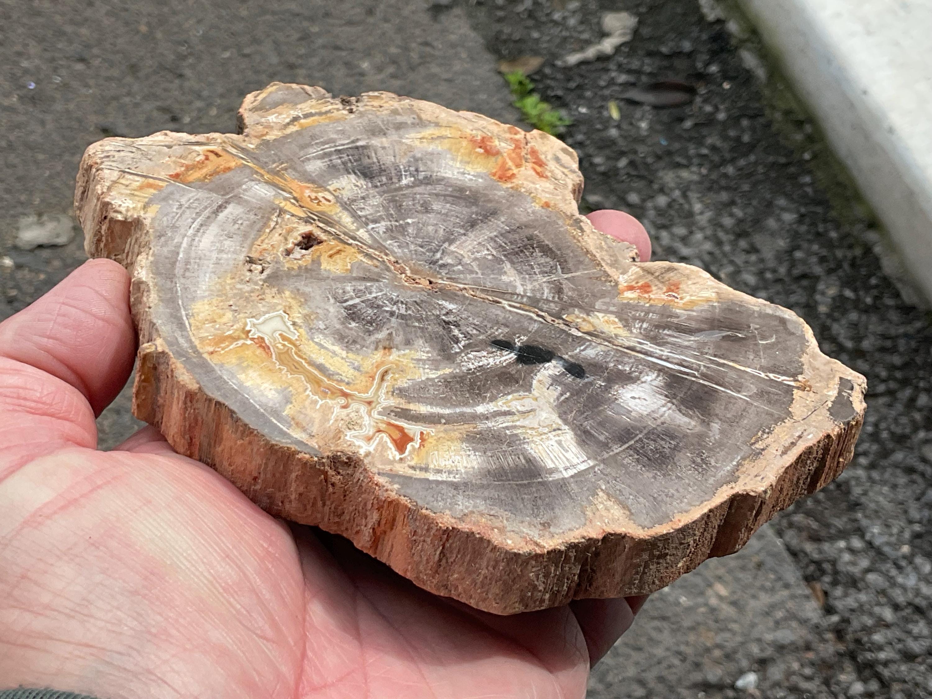 430g Indonesian Petrified Wood Polished Slab 2A