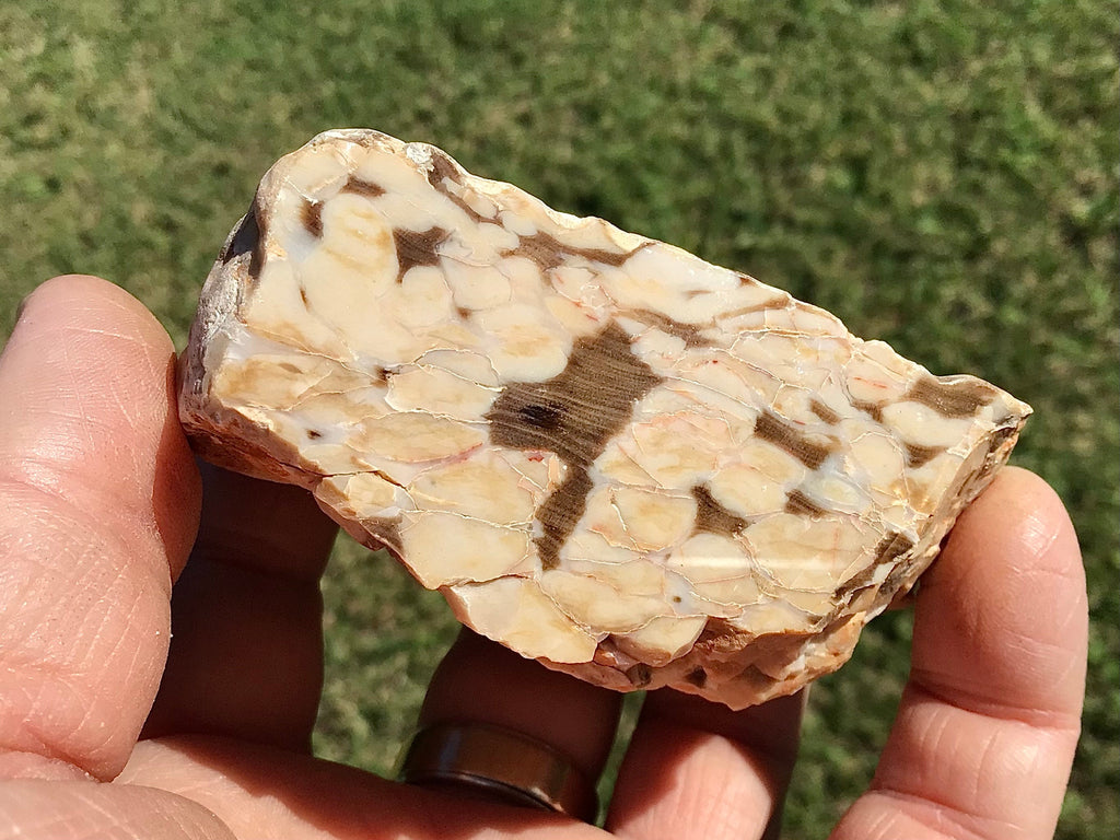 190g Polished Western Australian Peanut Wood Slice 10C