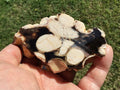 140g Polished Western Australian Peanut Wood Slice 8A
