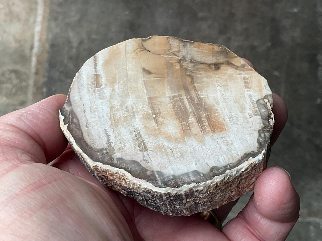 192g Indonesian Petrified Wood Polished Slab 1C