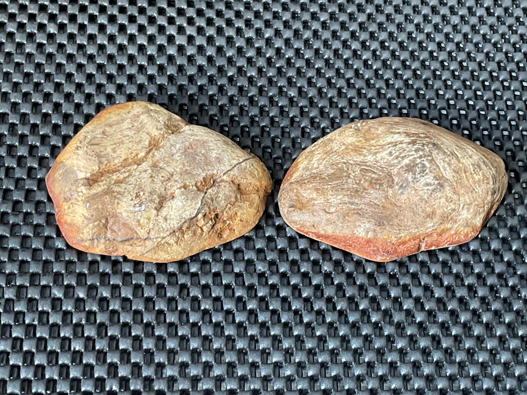246g Pentoxolyn Petrified Wood Polished Split Pair