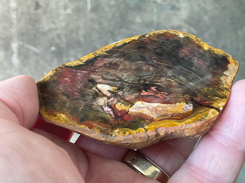 246g Pentoxolyn Petrified Wood Polished Split Pair