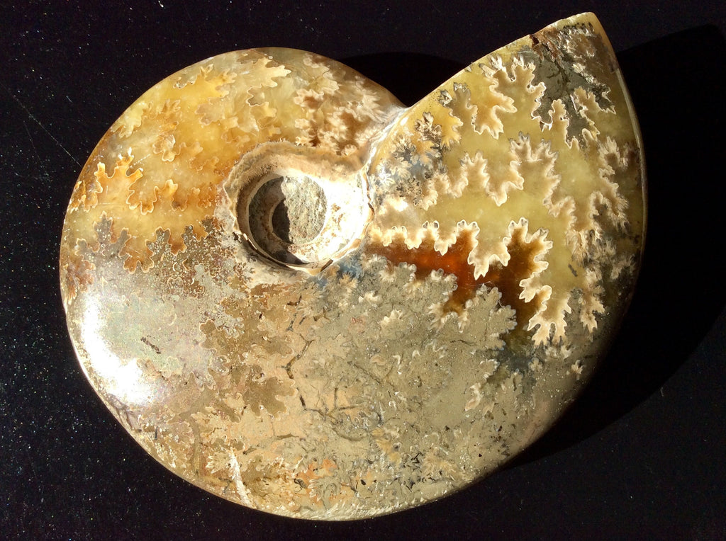 321g Madagascan Ammonite Fossil C