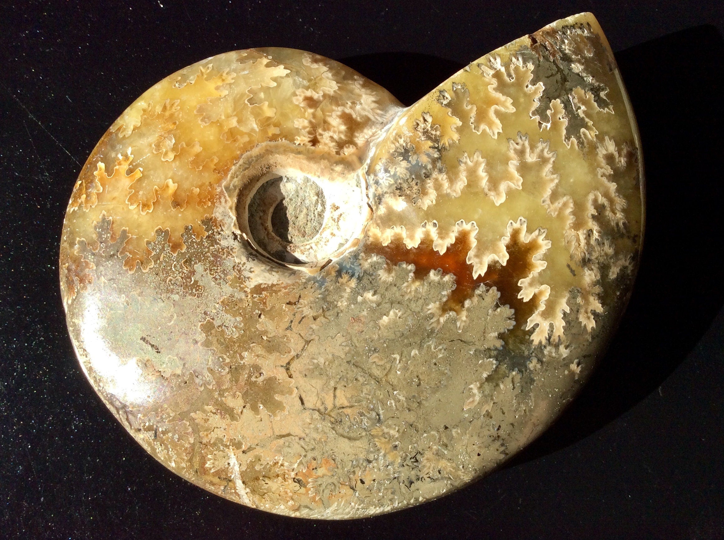 321g Madagascan Ammonite Fossil C