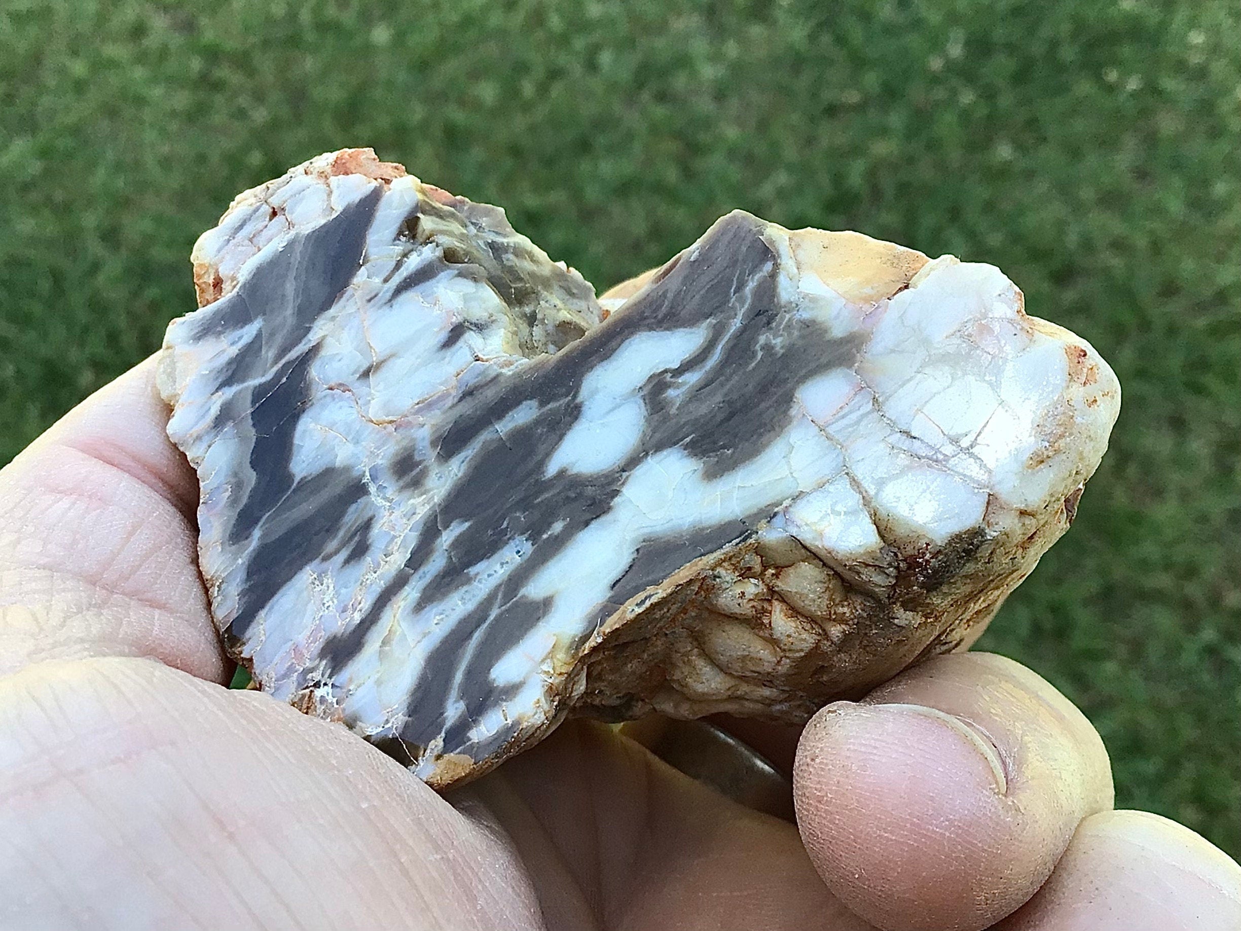 137g Polished Western Australian Peanut Wood Slice 8D