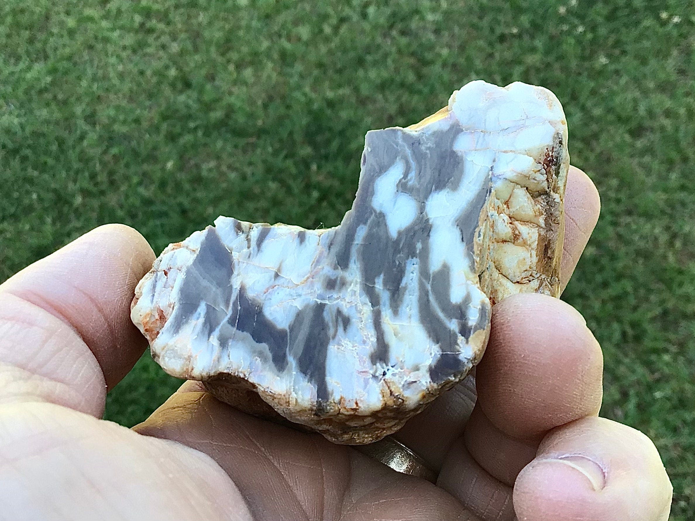 137g Polished Western Australian Peanut Wood Slice 8D