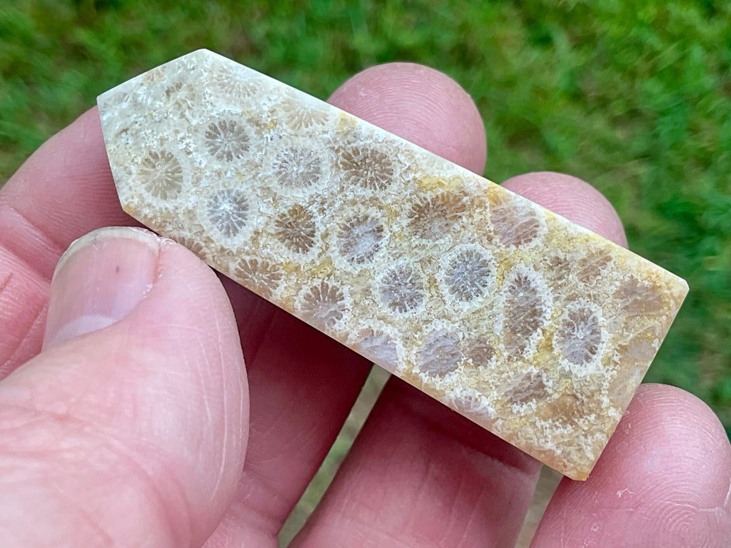 30g Fossilised Coral Generator 2C