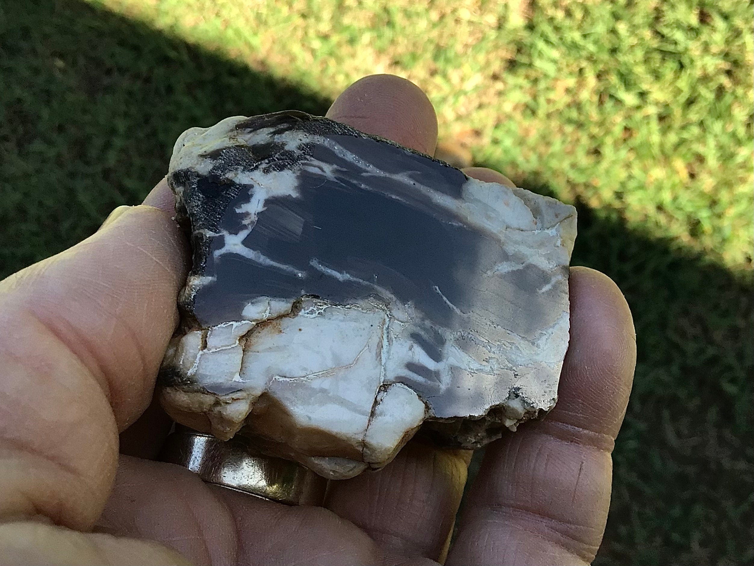 77g Polished Western Australian Peanut Wood Slice 3A