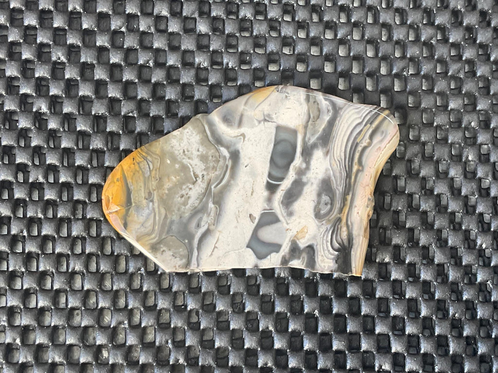 44g Polished Stromatolite Slice from Western Australia