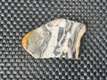 44g Polished Stromatolite Slice from Western Australia