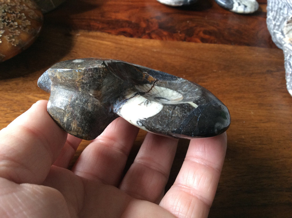 164g Goniatite Fossil D