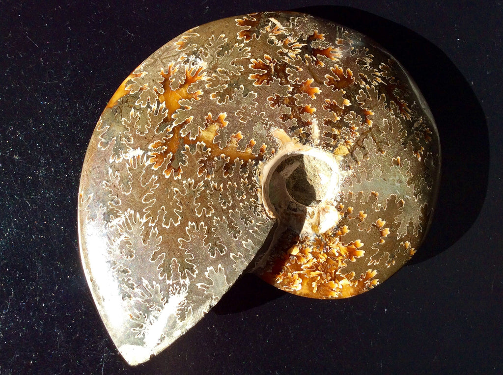 382g Madagascan Ammonite Fossil F