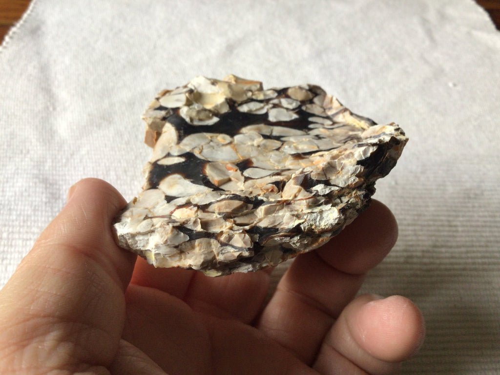 167g Western Australian Peanut Wood Rough Piece 7B