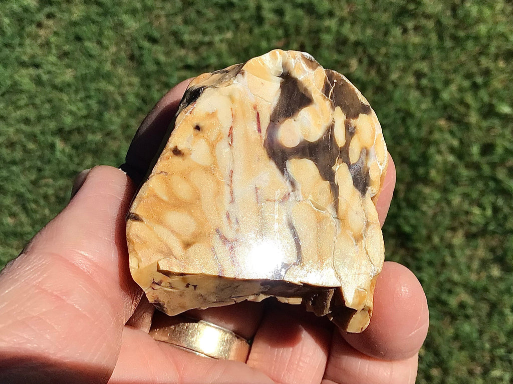 77g Polished Western Australian Peanut Wood Slice 2E