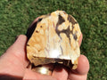 77g Polished Western Australian Peanut Wood Slice 2E