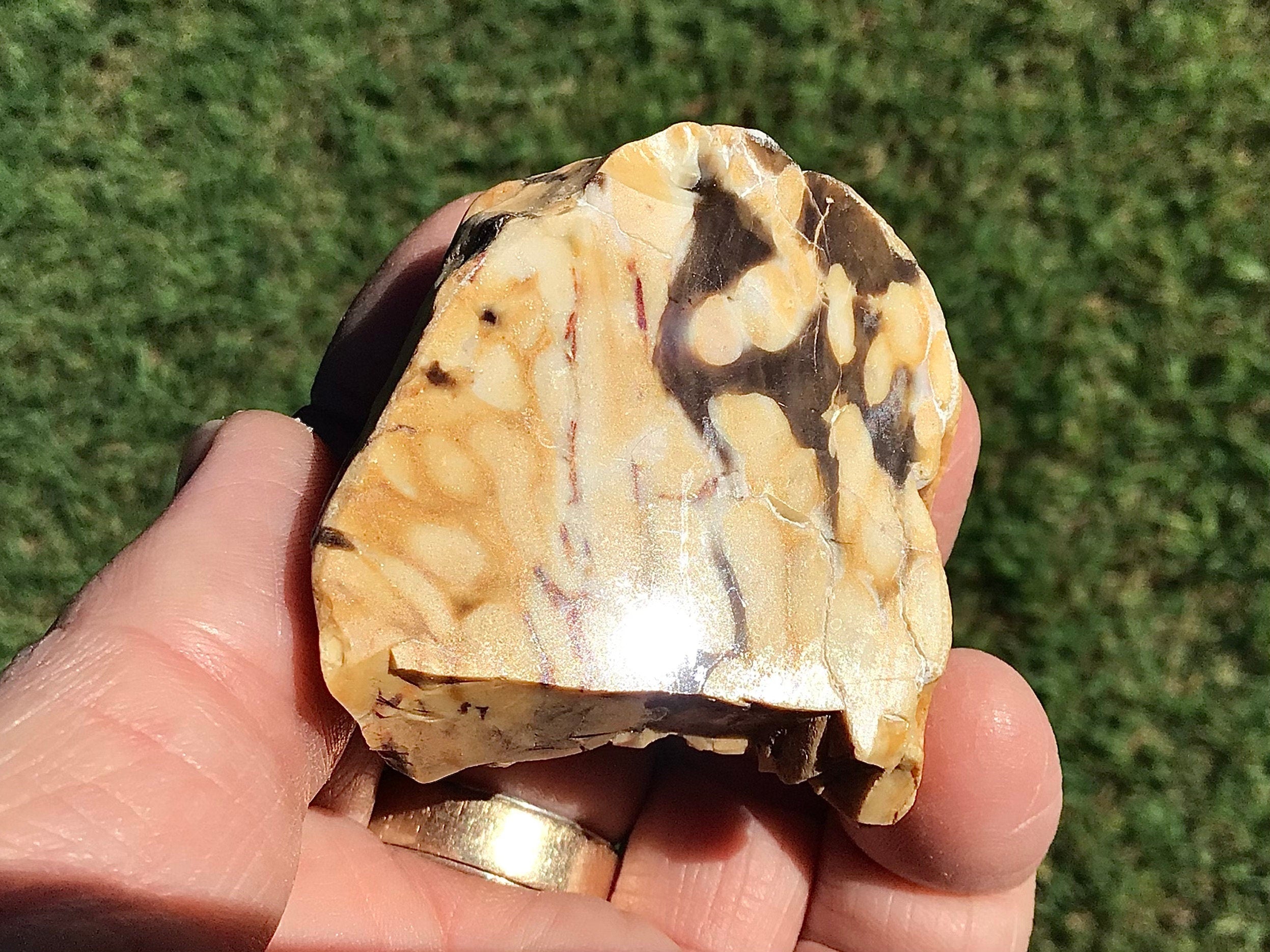 77g Polished Western Australian Peanut Wood Slice 2E